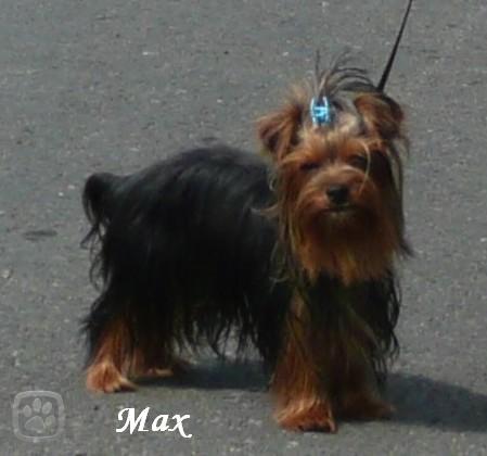 max.jpg