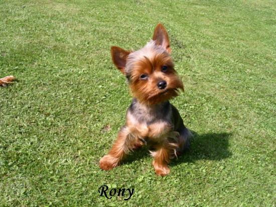 rony.jpg