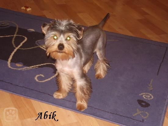 abĂ­k.jpg