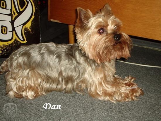 danik.jpg