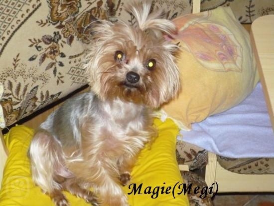 magie.jpg