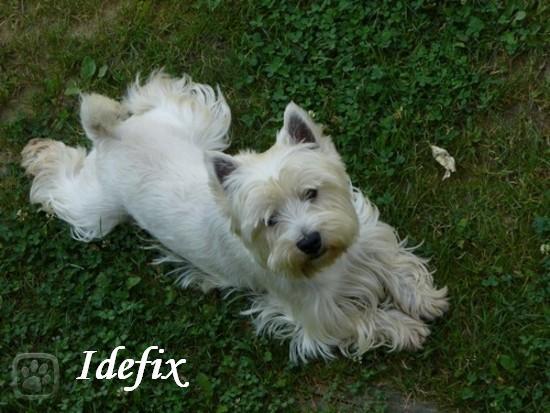 idefix.jpg