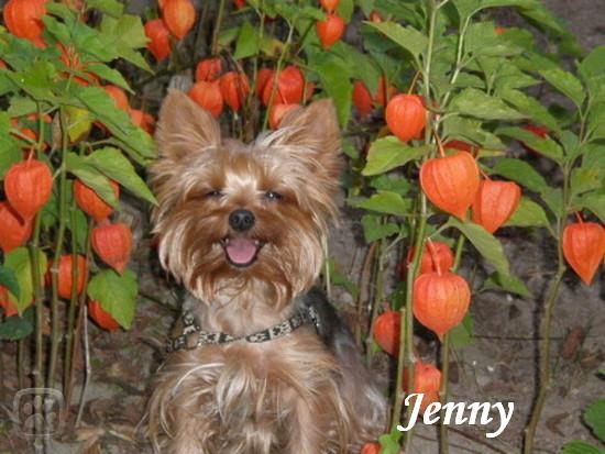 jenny.jpg