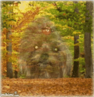 XRCR-11D-1.gif