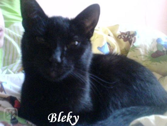 BLEKY.jpg