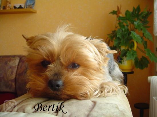 bertik.jpg