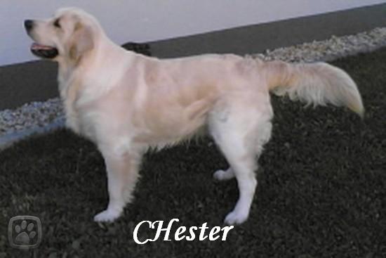 chester.jpg