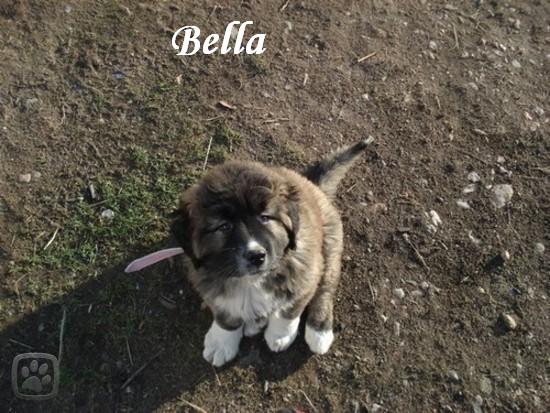 bella.jpg