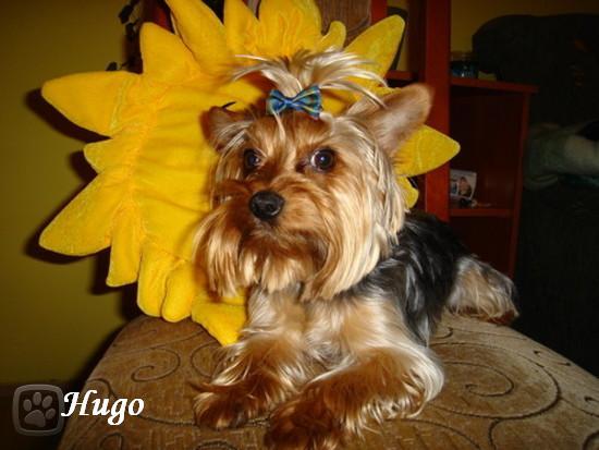 hugo.jpg
