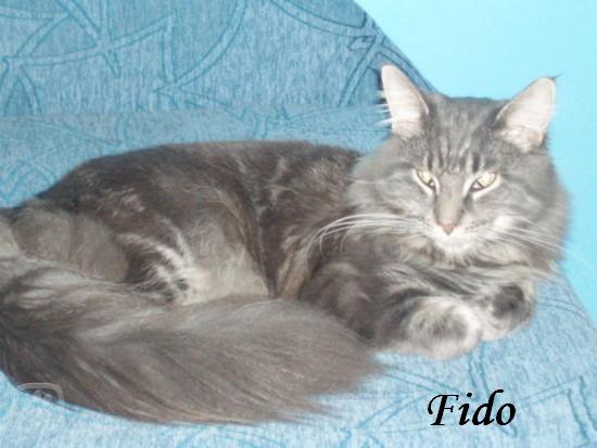 FIDO.jpg