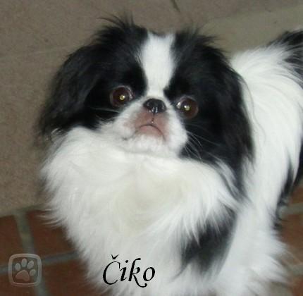 čiko.jpg