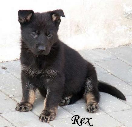 rex.jpg