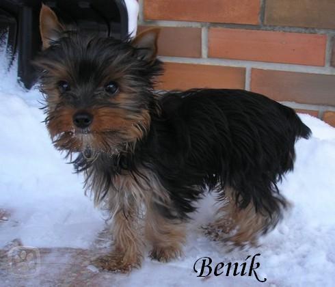 beník.jpg