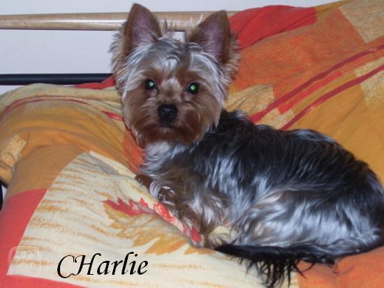 charlie.jpg