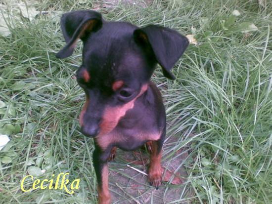 cecilka.jpg